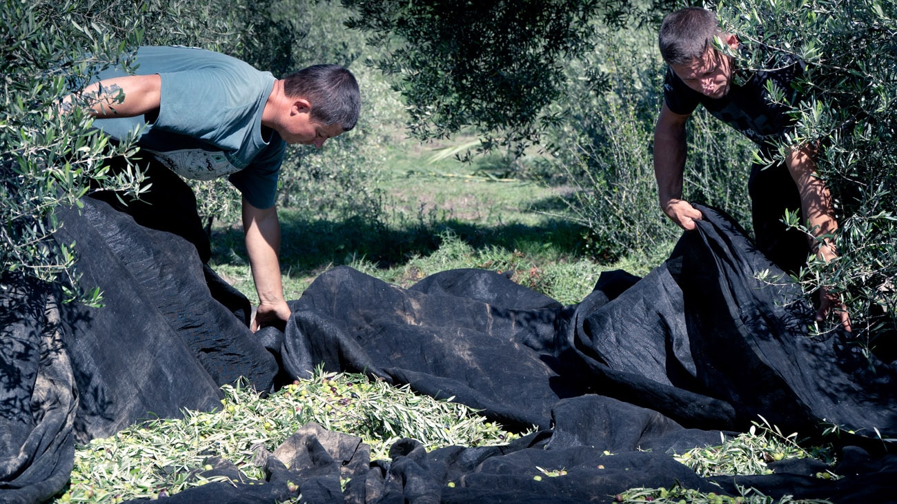 La raccolta della monocultivar di Semidana