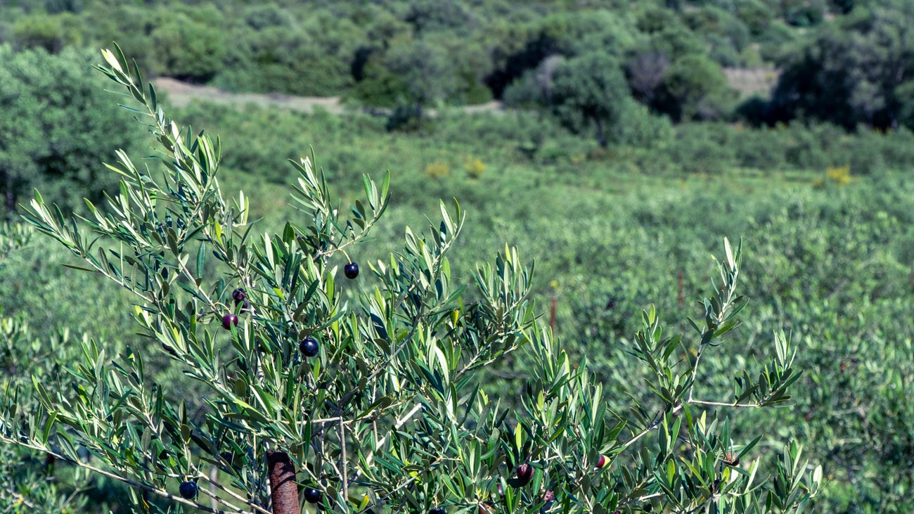 Monocultivar di Nera di Gonnos