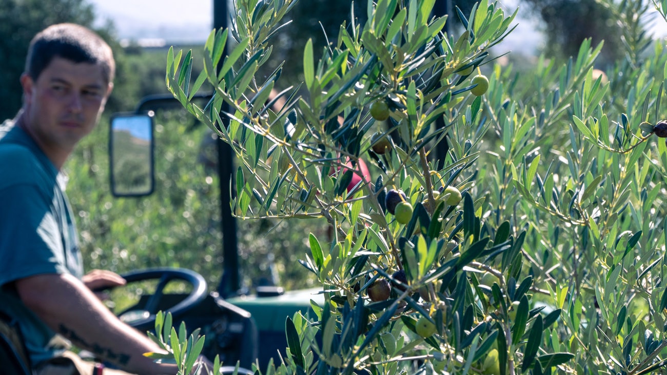La produzione di olive