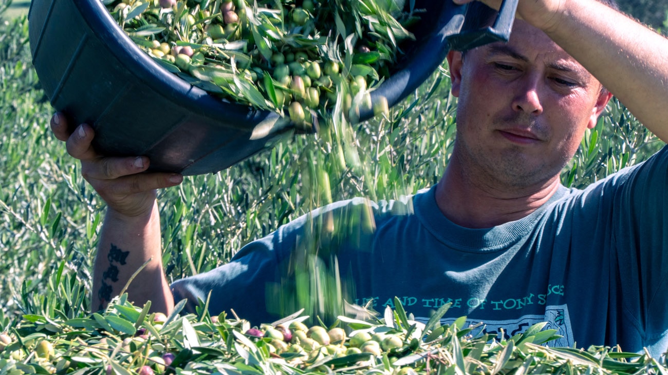 Le olive raccolte manualmente