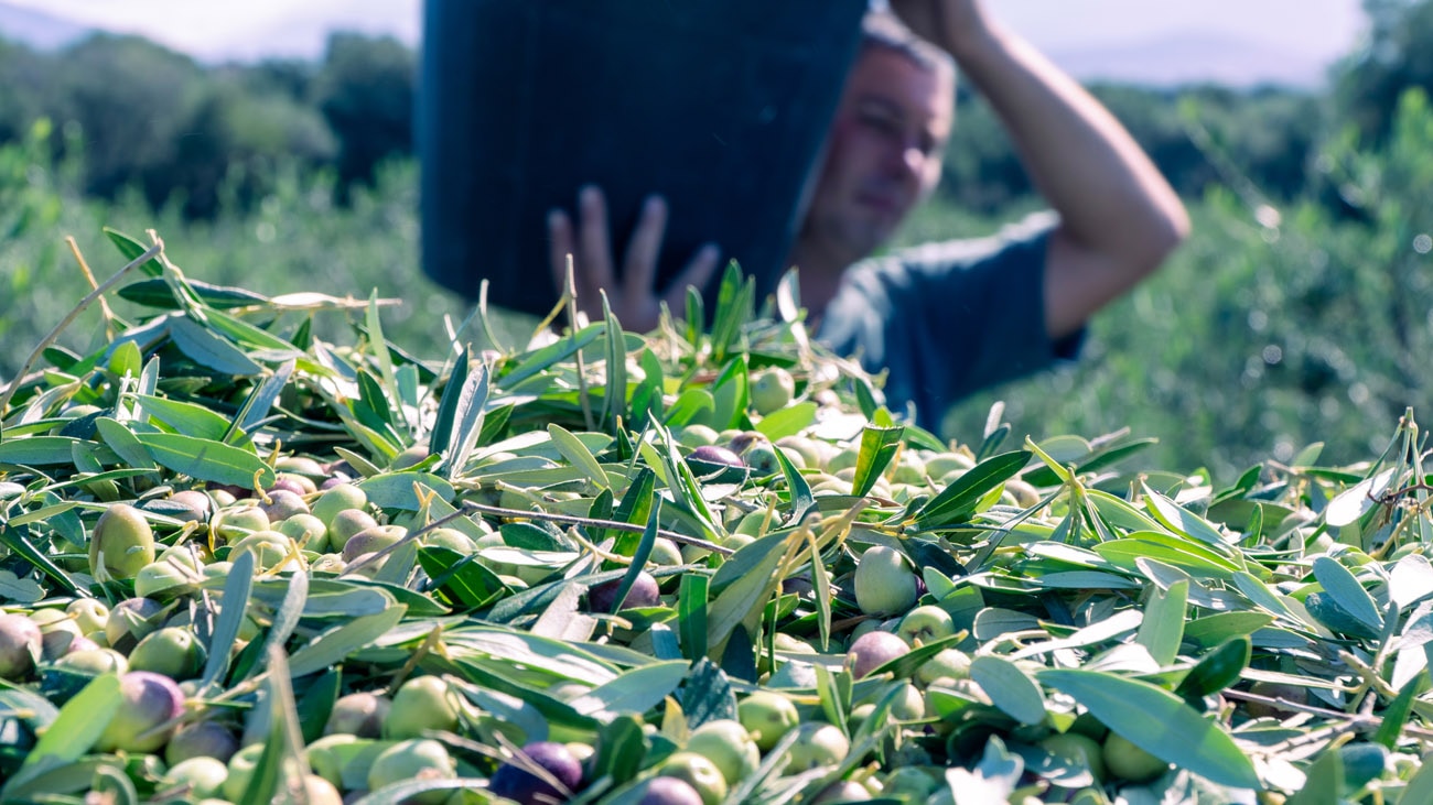 Olive raccolte a mano