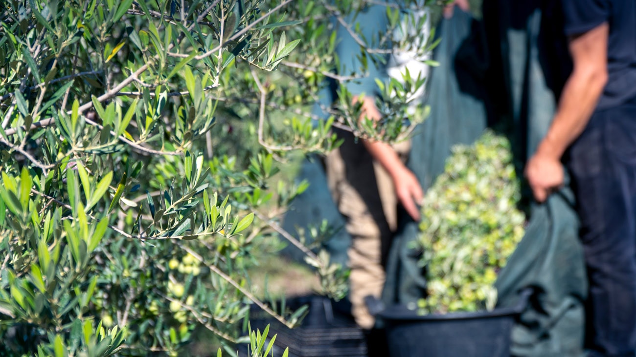 La raccolta delle olive