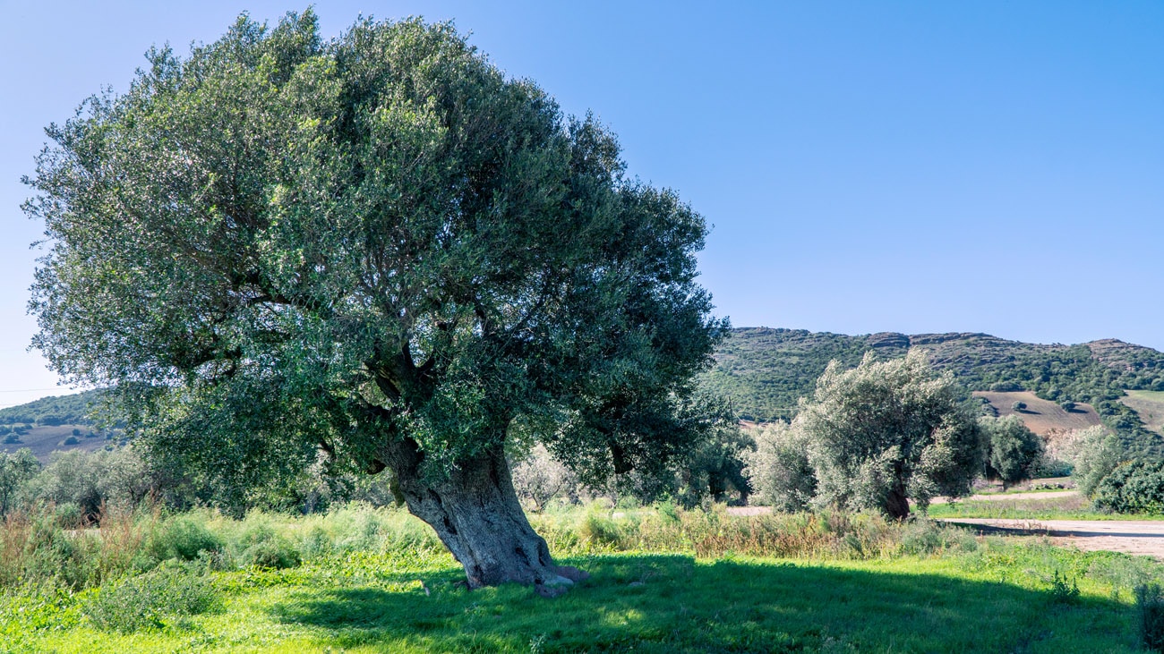 L'ulivo secolare