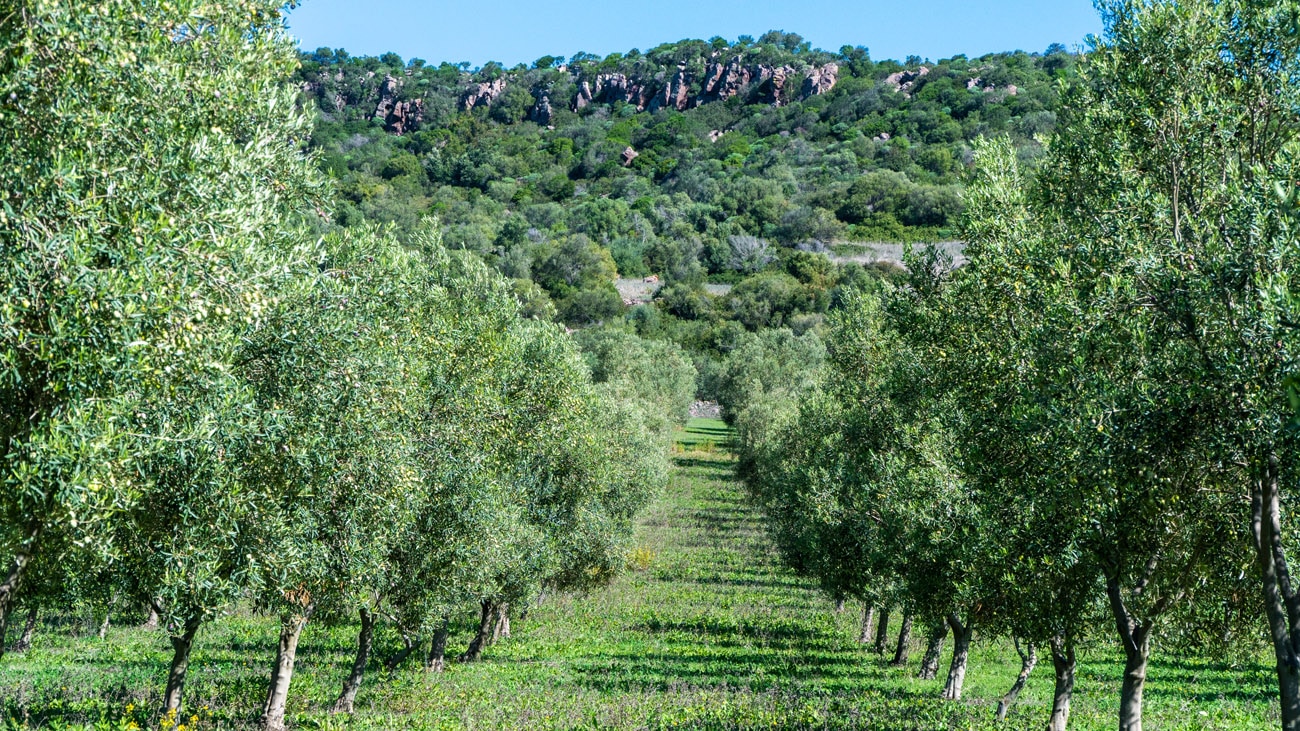 Una terra antica e antichi saperi