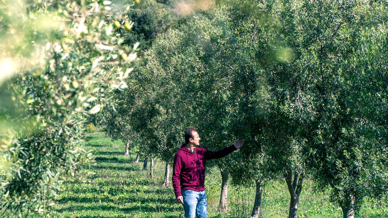 Giorno per giorno curiamo le piante di ulivo